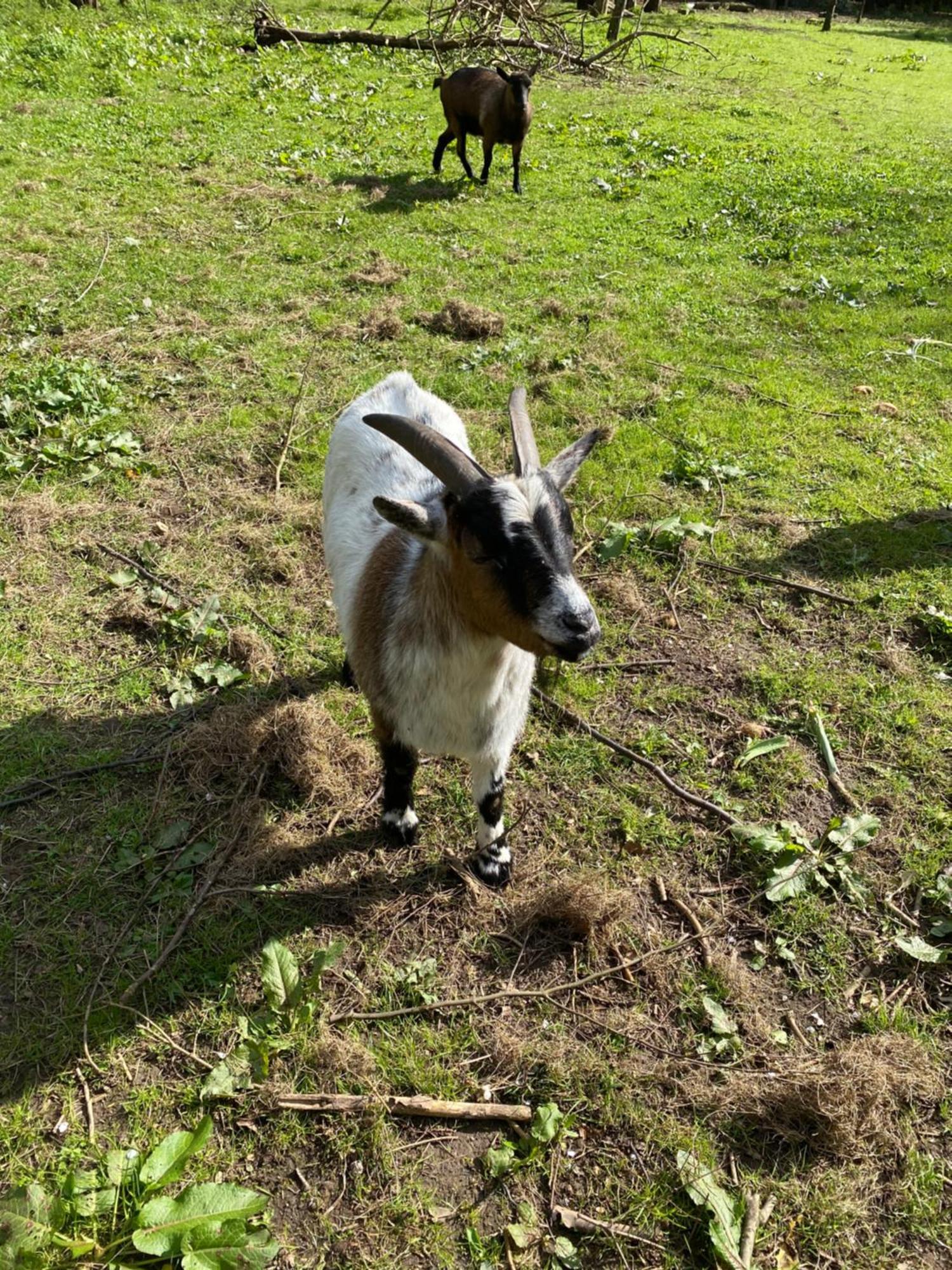 Ferienwohnung Auf Einem Resthof Zentral Gelegen Mit Viel Natur Und Tieren Rendswuhren 外观 照片